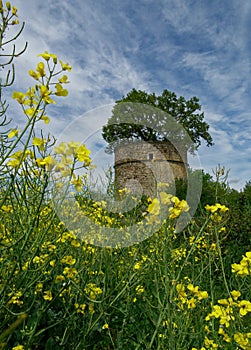 old medieval abandoned dovecote with a tree growing in the middle, with flowers
