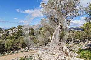 Old mediterranean olive tree in Mallorca