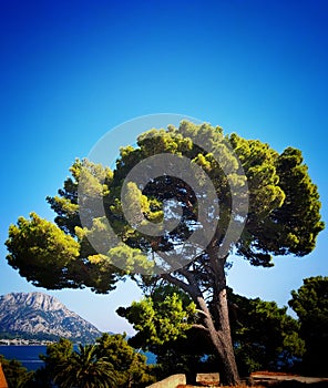 Old Mediterranean pine tree on bluesky background