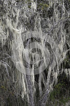 Old Mens Beard lichen, Patagonia, Chile