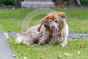 An old messy dog yawning