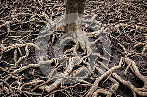 Old and messy tree roots in mangrove forest in Thailand