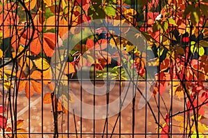 Old metal fence with bright multicolored creeper virginia, Sunny Autumn day, glowing leaves of wild grapes
