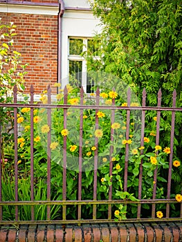 Old metal fence protecting dooryard and cute yellow flowers