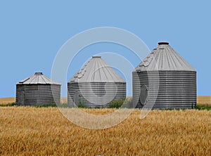 Old metal prairie grain bins in wheat field.