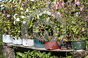 Old metal saucepans as flowerpots