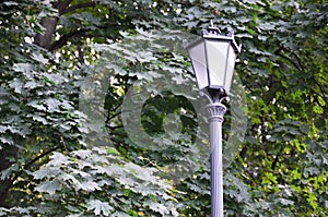 Old metal street lamp in black on a background of green leaves of a tree