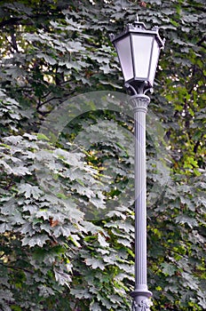 Old metal street lamp in black on a background of green leaves of a tree