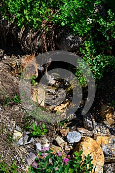 Old metal and wooden storm drainage pipe in Paradise area of Mt. Rainier National Park, WA