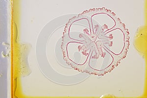 Old Microscope Slide