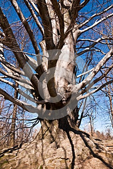 Old mighty beech in the park