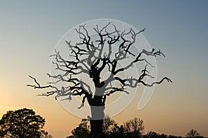 Old mighty oak tree silhouette