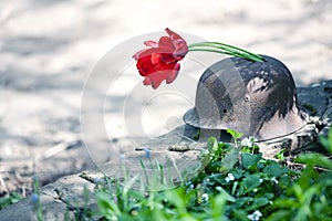 Old military helmet of the Second World War with red tulips