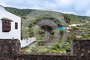 Old millenary Dragon Tree of Icod de los Vinos, Tenerife, Spain