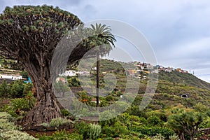 Old millenary Dragon Tree of Icod de los Vinos, Tenerife, Spain photo