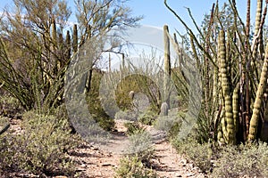 Old Mining Trail in Organ Pipe Cactus NM AZ US