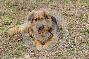 Old mixed-breed sad dog with scars on the snout