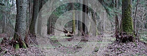 Old mixed stand of Bialowieza Forest in spring