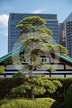 The old and modern buildings as seen from the territory of Tokyo Imperial Palace. Japan