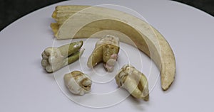 Old molars of humans and wild boar