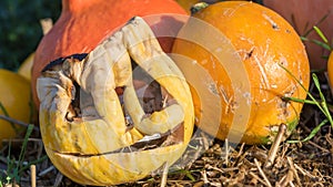 Old moldy carved pumpkin as a symbol for ended Halloween party