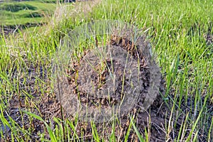 Old mole mole in the meadow close-up. Mole hole in a grass field