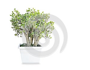 Old money tree Crassula ovata in the pot isolated over white background