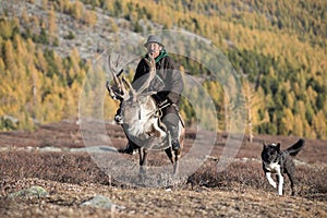 Old Mongolian man riding a reindeer.