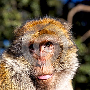 old monkey in africa morocco and natural background fauna close