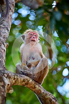 Old monkey sitting on a tree. Toque macaque & x28;Macaca sinica& x29; in Wilpattu. Wildlife scene from Sri Lanka