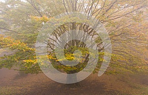 Old monumental beech in the fog