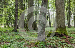 Old monumental oak trees