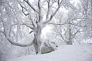 Old monumental tree with many branches on misty winter day