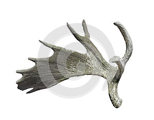 Old moose antler isolated.