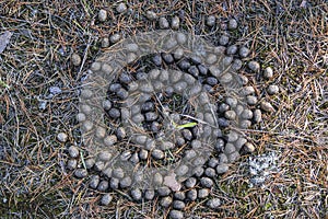 Old moose litter in the forest on dried grass close-up. Elk excrement, scat, shit.