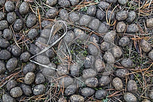 Old moose litter in the forest on dried grass close-up. Elk excrement, scat, shit.