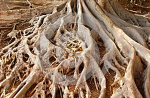 Old Moreton Bay Fig Tree Roots in Balboa Park
