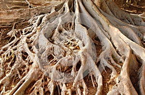 Old Moreton Bay Fig Tree Roots in Balboa Park photo