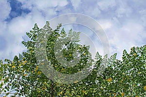 An old moringa plant with many yellowing leaves