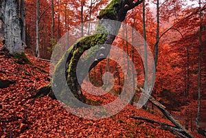 Old, moss-covered lonely tree standing on a slope, which is thickly strewn with red fallen leaves