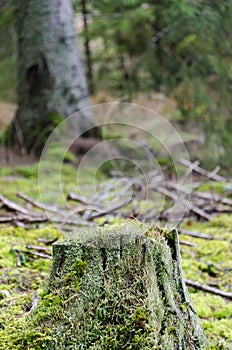 Old moss covered and rotten tree stump