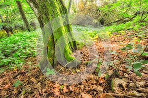 Old moss covered tree in alluvial forest by river Slatina