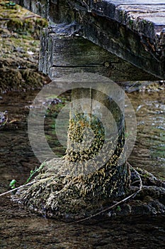 Old moss woodbridge column