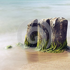 Old mossy groynes in the sea photo