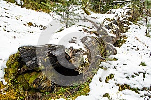 Old mossy log is covered with first snow. Green grass and leaves will soon freeze. Sudden modify in weather