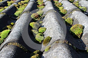 Old and mossy roof