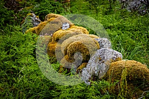 old mossy stone fence