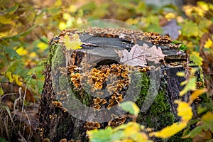 Old mossy stump with colorful oak leaves with water drops and mushrooms