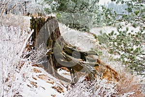 Old mossy stump under snow in the forest, early