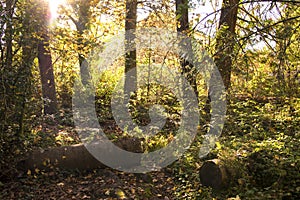 Old mossy tree logs on a sunny day, background, nature design